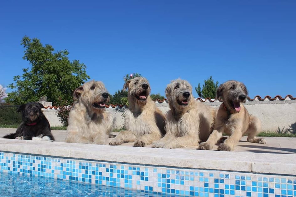 Erwachsener Irish Wolfhound in Österreich – Hounds of Glory
